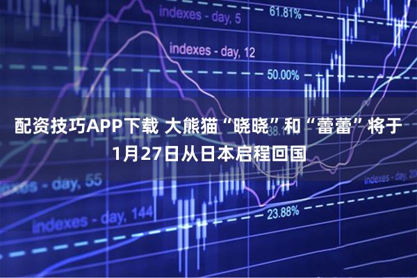 配资技巧APP下载 大熊猫“晓晓”和“蕾蕾”将于1月27日从日本启程回国